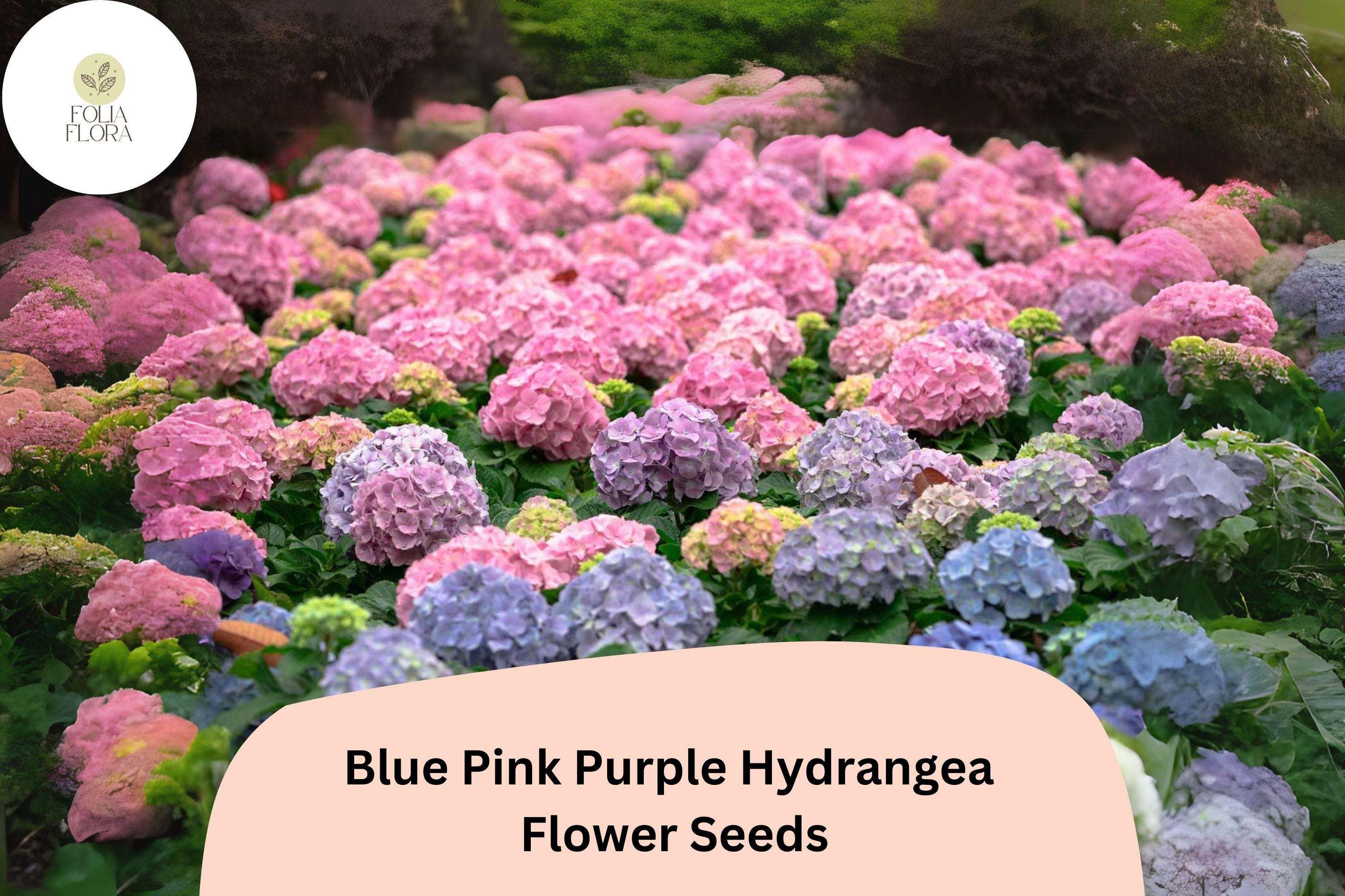 25 Mixed Hydrangea Seeds | Blue, Pink, & Purple Blooms