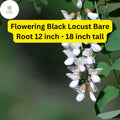 Flowering Black Locust Tree Bare Root Plant – Robinia pseudoacacia with Fragrant White/Pink Flowers, 12-18 Inches