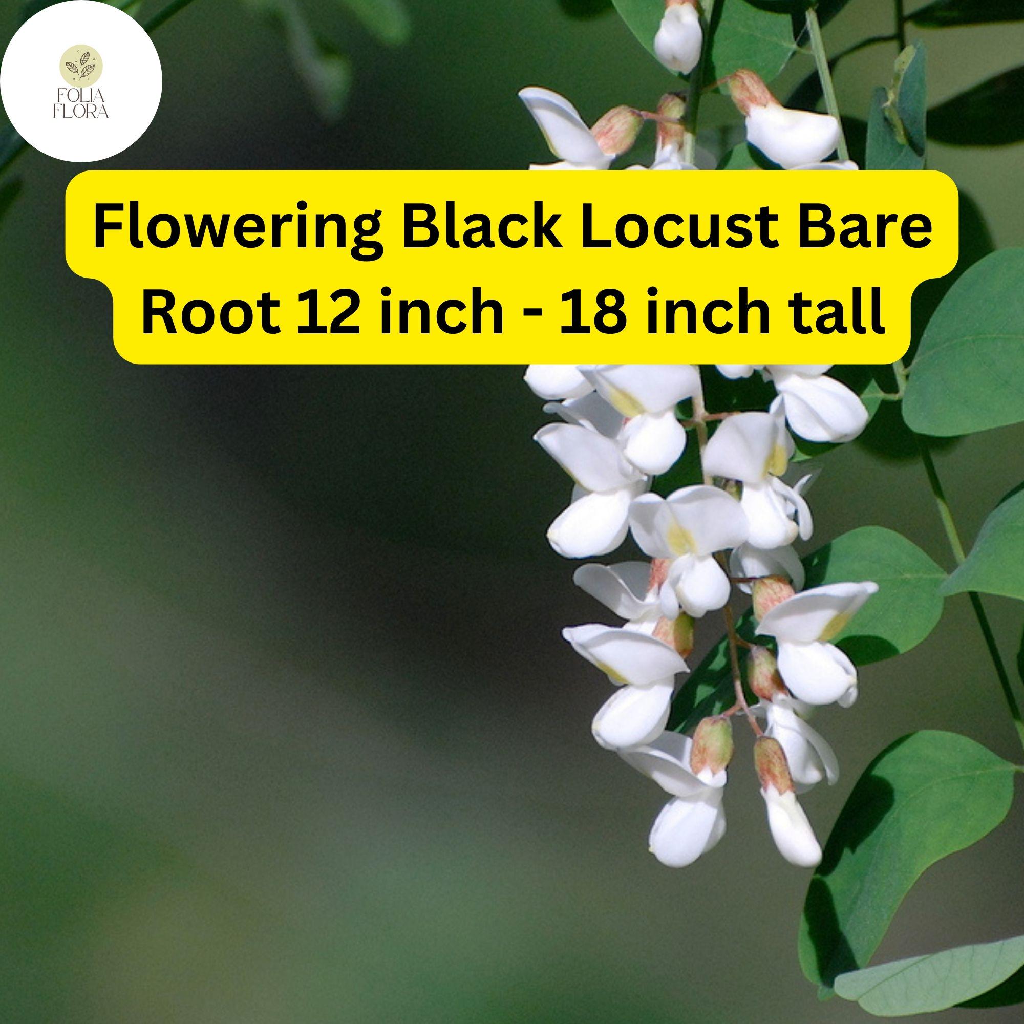 Flowering Black Locust Tree Bare Root Plant – Robinia pseudoacacia with Fragrant White/Pink Flowers, 12-18 Inches