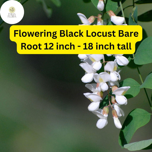 Flowering Black Locust Tree Bare Root Plant – Robinia pseudoacacia with Fragrant White/Pink Flowers, 12-18 Inches