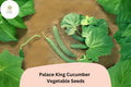 Palace King Cucumber Seeds – High Yield Hybrid, Vining, Green Cucumis sativus, Easy to Grow, Salad & Pickling