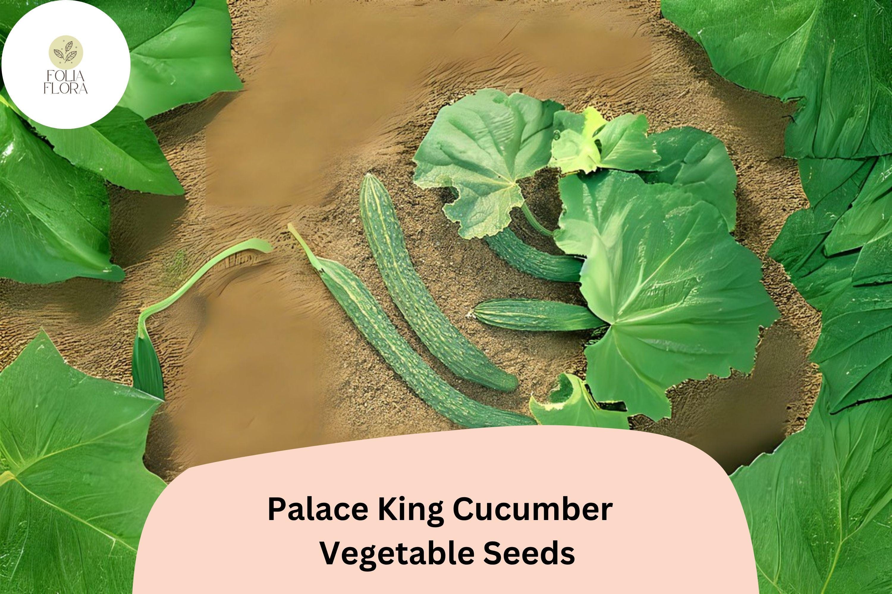 Palace King Cucumber Seeds – High Yield Hybrid, Vining, Green Cucumis sativus, Easy to Grow, Salad & Pickling