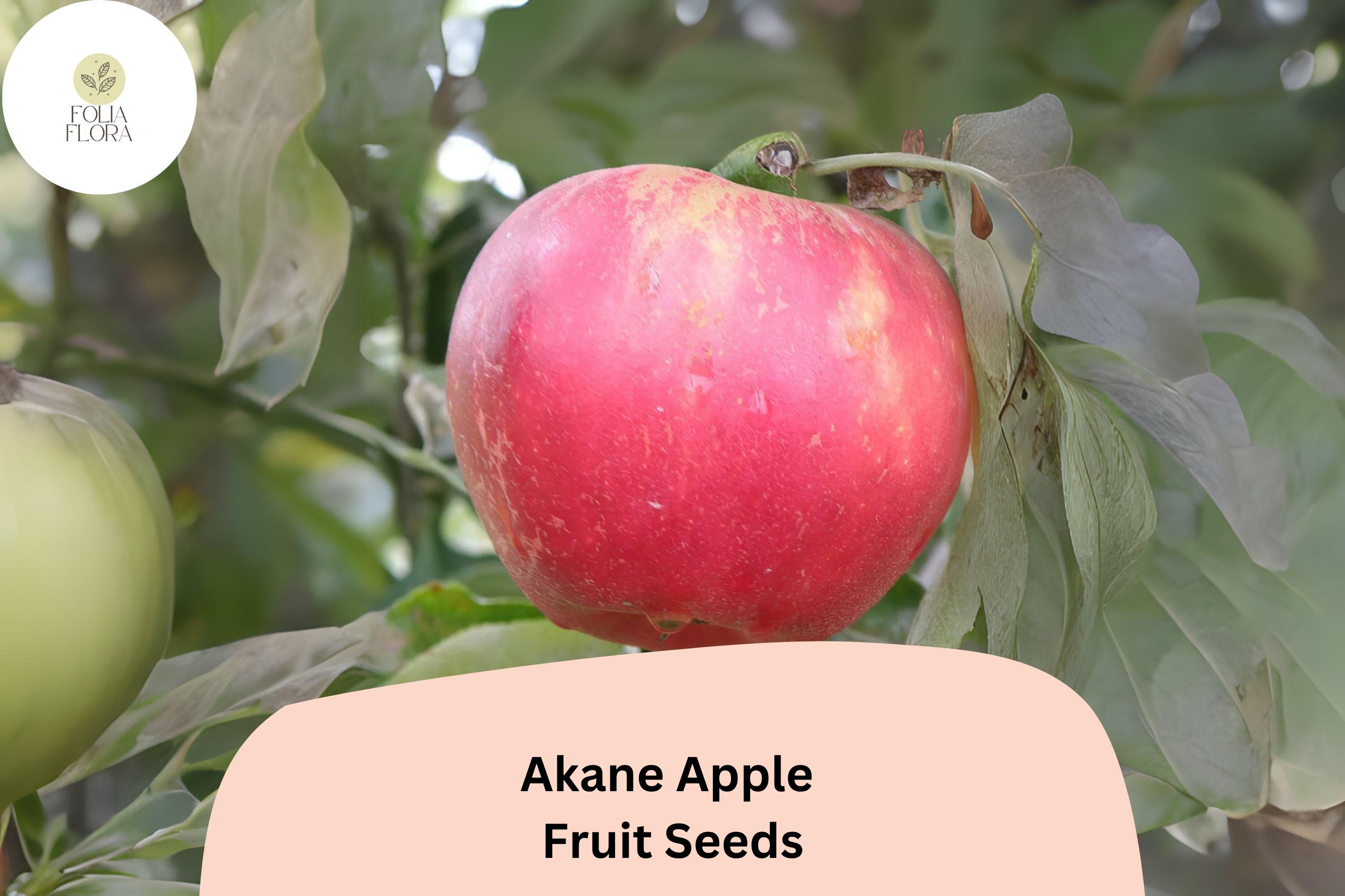 Akane Apple Seeds | 25+ Heirloom Fruit Tree Seeds