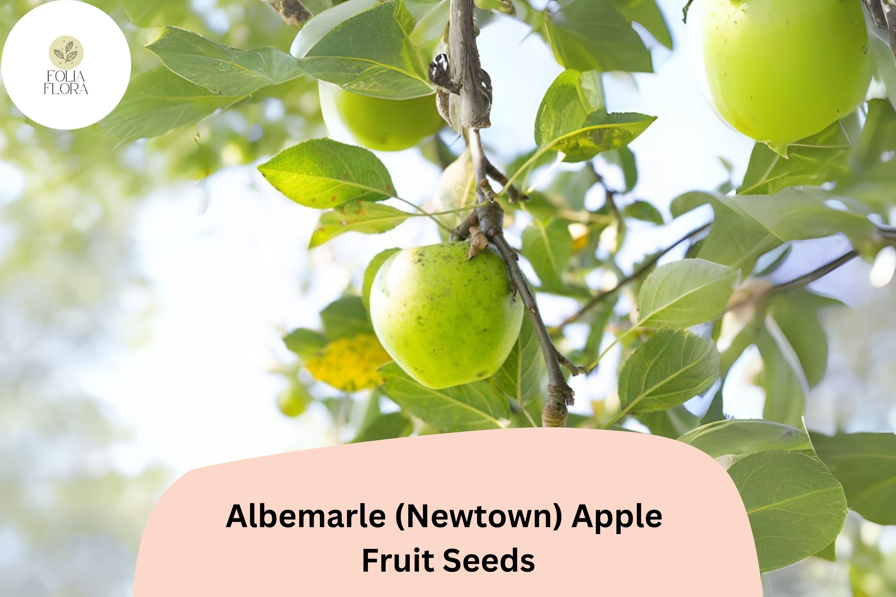 Albemarle Newtown Apple Seeds – Heirloom Green Fruit Tree, Malus domestica, Tart-Sweet Flavor, Historic Variety, 25+ Seeds