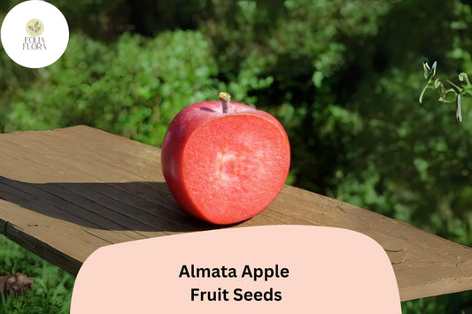 Almata Apple Seeds | Rare Red-Flesh Fruit Tree