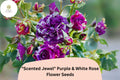 Scented Jewel Rose Seeds – Purple & White Bicolor Heirloom Fragrant Rose Rosa spp. 20 Seeds