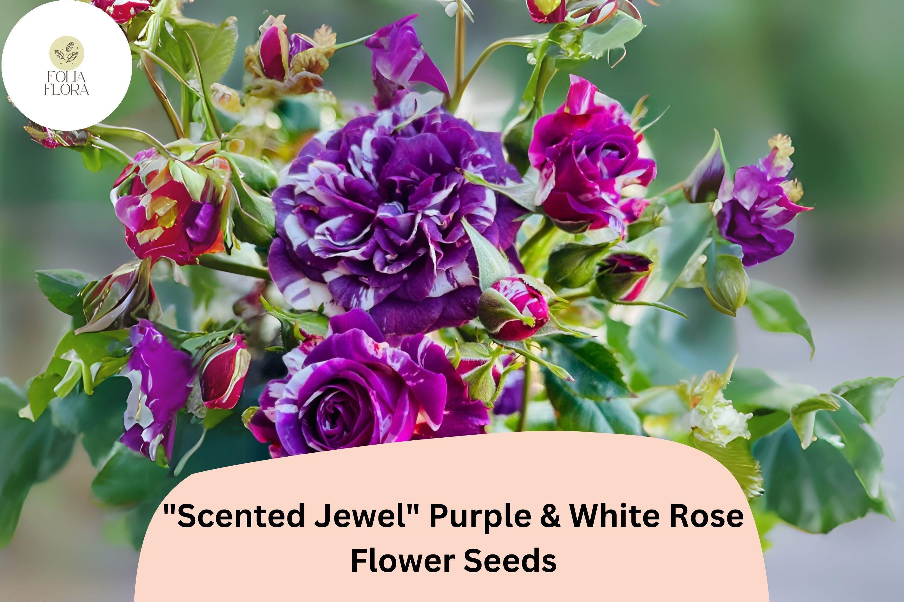 Scented Jewel Rose Seeds – Purple & White Bicolor Heirloom Fragrant Rose Rosa spp. 20 Seeds
