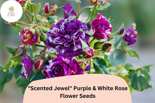 Scented Jewel Rose Seeds – Purple & White Bicolor Heirloom Fragrant Rose Rosa spp. 20 Seeds