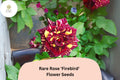 Firebird Rose Seeds | Multicolor Bicolor Heirloom Rosa spp. for Garden Borders & Pots