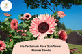 Iris Tectorum Rose Sunflower Seeds – Exotic Ornamental Flower, Non-GMO, 50PCS