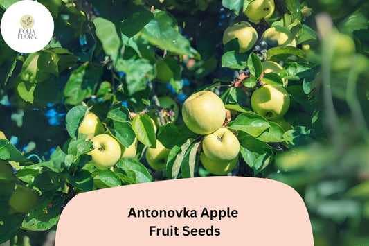 Antonovka Apple Seeds, Cold Hardy Heirloom, Rootstock Variety, Malus domestica, Grafting, Cider, Baking, USDA Zones 3-6
