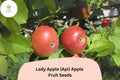 Lady Apple Seeds | Miniature Heirloom Fruit Tree Seeds | Malus domestica (Api Variety) | Antique French Apple