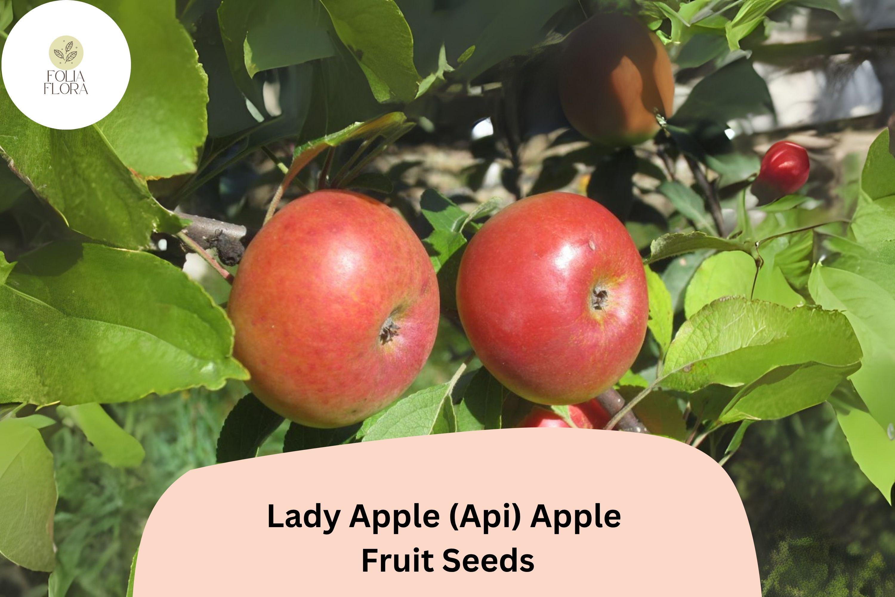 Lady Apple Seeds | Miniature Heirloom Fruit Tree Seeds | Malus domestica (Api Variety) | Antique French Apple