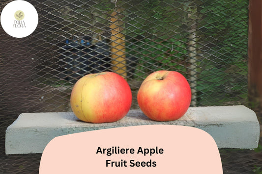 Argilière Apple Seeds – Rare French Heirloom Malus domestica for Orchard, Cooking & Fresh Eating, Open-Pollinated, Cold-Hardy