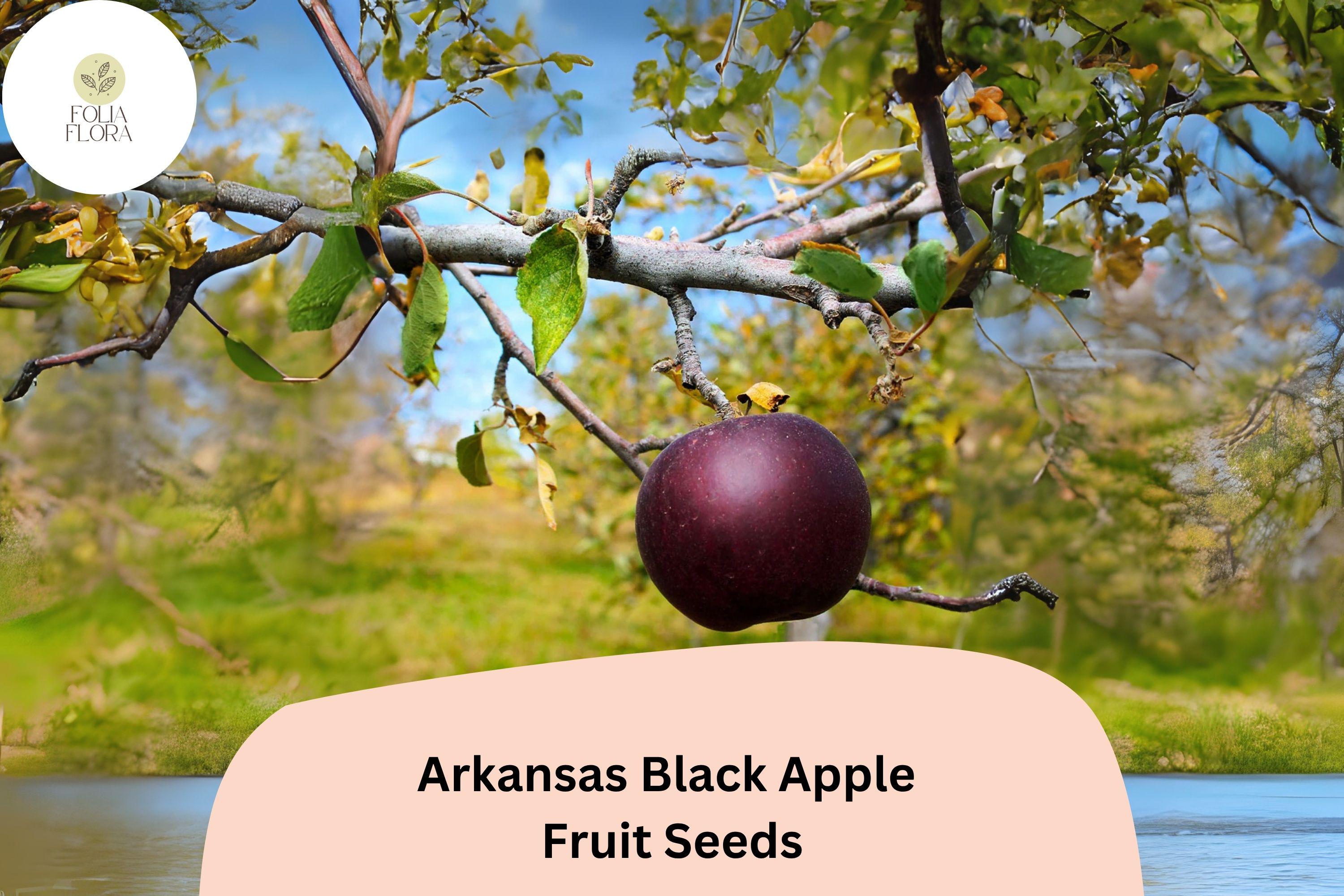 Arkansas Black Apple Seeds | Deep Red Heirloom Variety