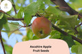 Ascahire Apple Seeds 25+ | Rare Heirloom Malus domestica for Grafting & Orchard Planning
