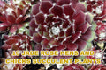 Sweet Everlasting Seeds – Pseudognaphalium obtusifolium – Native Wildflower for Bees & Butterflies – Dried Flowers & Pollinator Garden