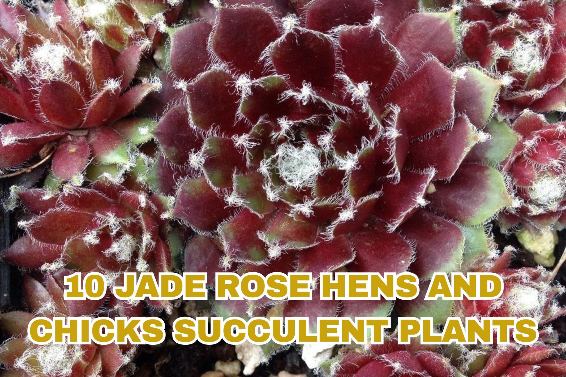 Sweet Everlasting Seeds – Pseudognaphalium obtusifolium – Native Wildflower for Bees & Butterflies – Dried Flowers & Pollinator Garden