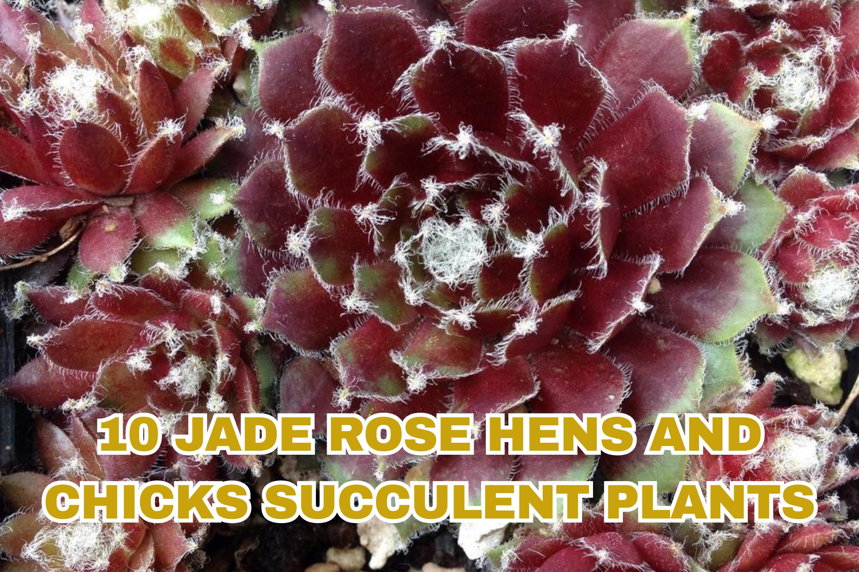 Sweet Everlasting Seeds – Pseudognaphalium obtusifolium – Native Wildflower for Bees & Butterflies – Dried Flowers & Pollinator Garden