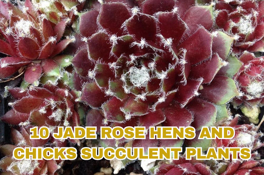 Sweet Everlasting Seeds – Pseudognaphalium obtusifolium – Native Wildflower for Bees & Butterflies – Dried Flowers & Pollinator Garden
