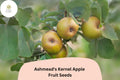 Ashmead's Kernel Apple Seeds | Rare English Heirloom