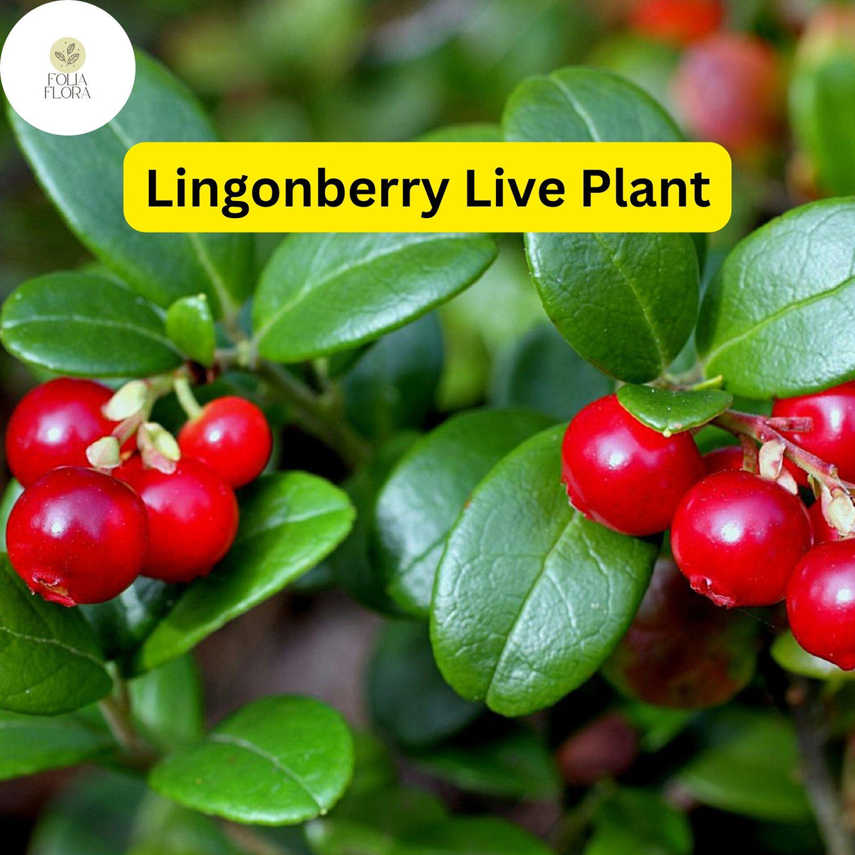 1 Live Lingonberry Plants, Vaccinium vitis-idaea, Hardy Edible Ground Cover