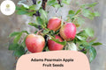 Adams Pearmain Apple Seeds 25+ | Heirloom Malus domestica for Home Garden, Fresh Eating & Storage