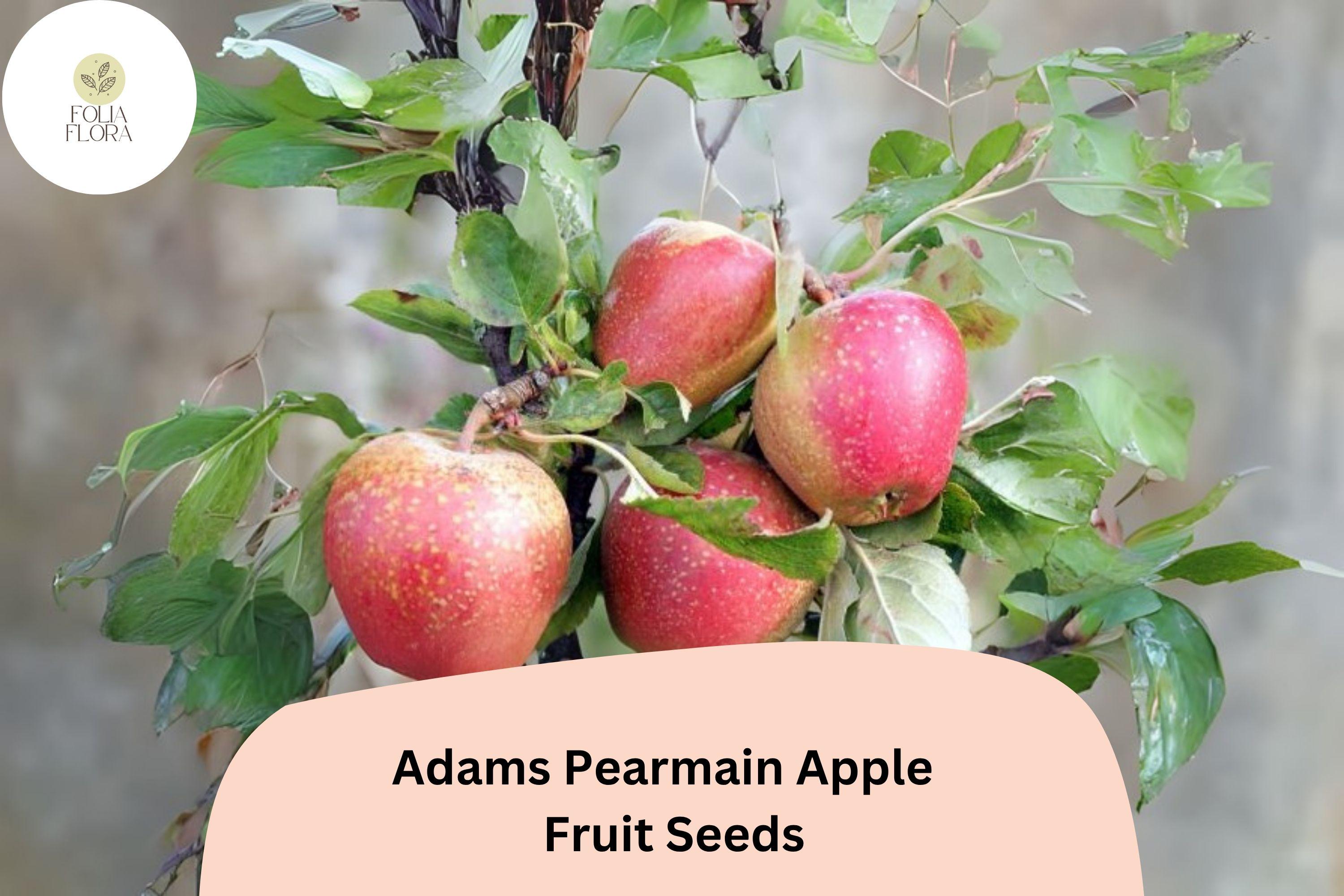 Adams Pearmain Apple Seeds 25+ | Heirloom Malus domestica for Home Garden, Fresh Eating & Storage