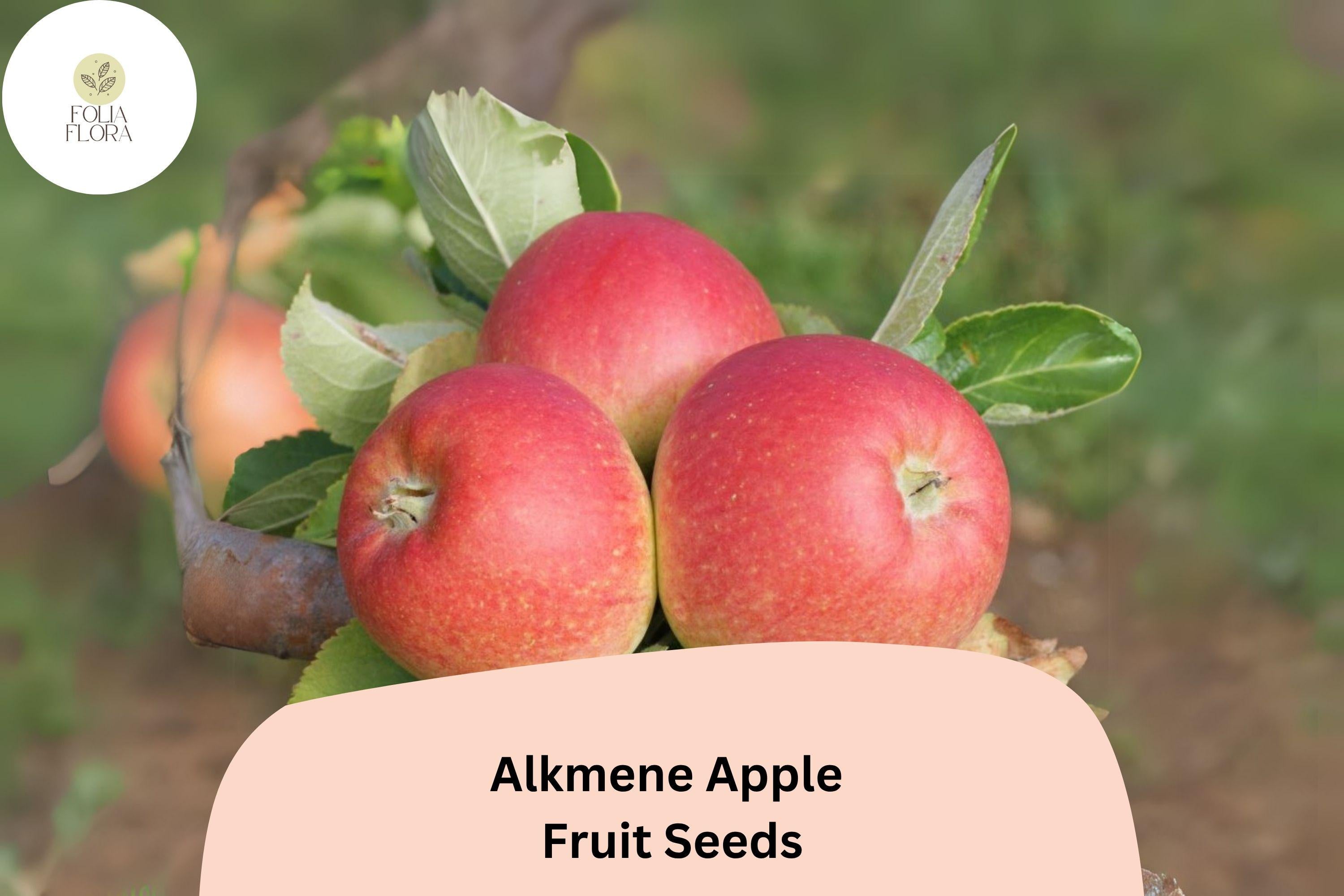 Alkmene Apple Seeds 25+ | Early Heirloom Variety for Fresh Eating & Juicing | Malus domestica