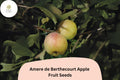 Amere de Berthecourt Apple Seeds | French Heirloom Cider Variety | Malus domestica | Bittersharp, Disease Resistant