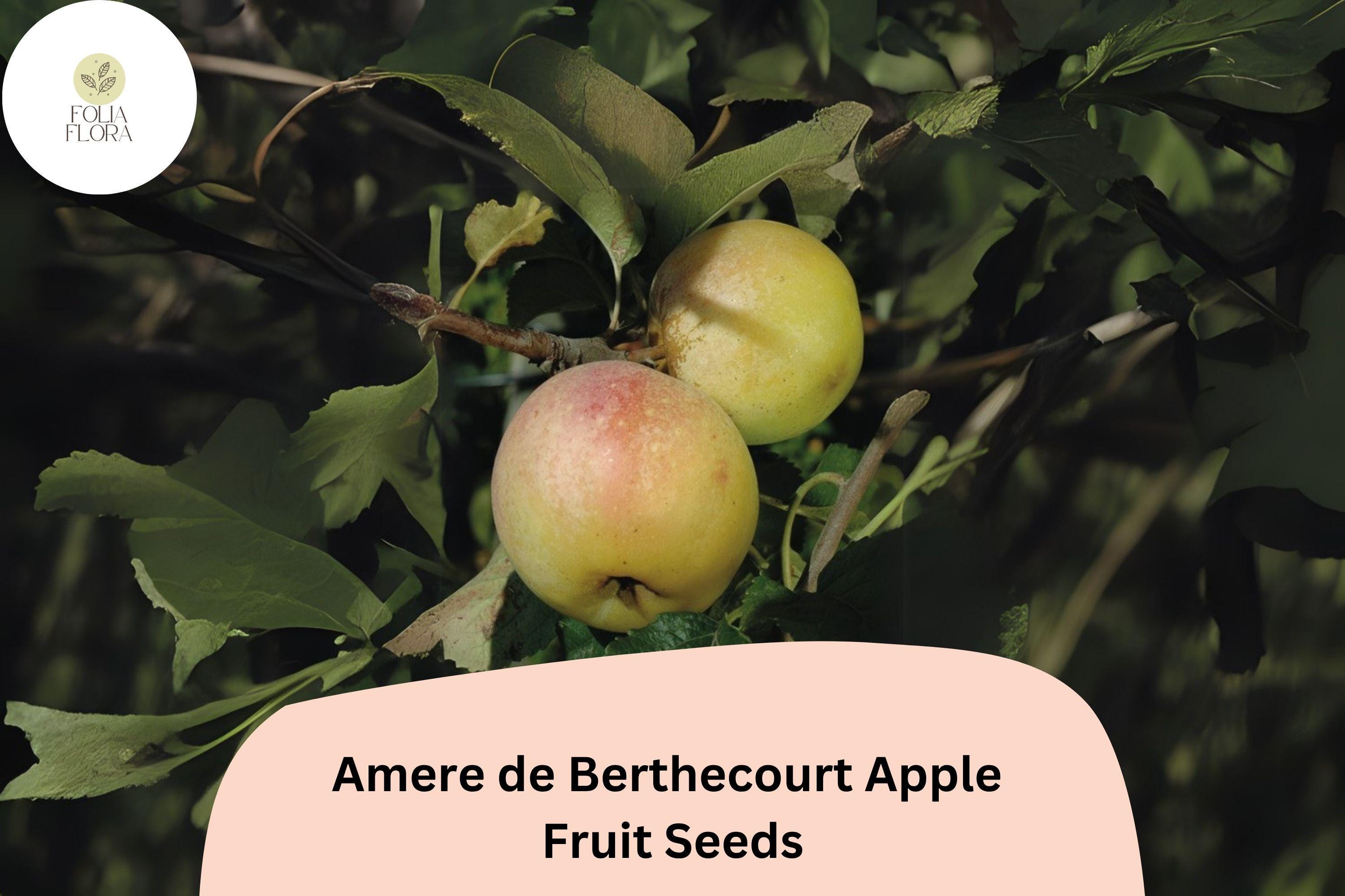Amere de Berthecourt Apple Seeds | French Heirloom Cider Variety | Malus domestica | Bittersharp, Disease Resistant