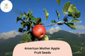 American Mother Apple Seeds – Heirloom Dessert Variety, Malus domestica, Red Fruit, Full Sun, Grown Tree Seeds