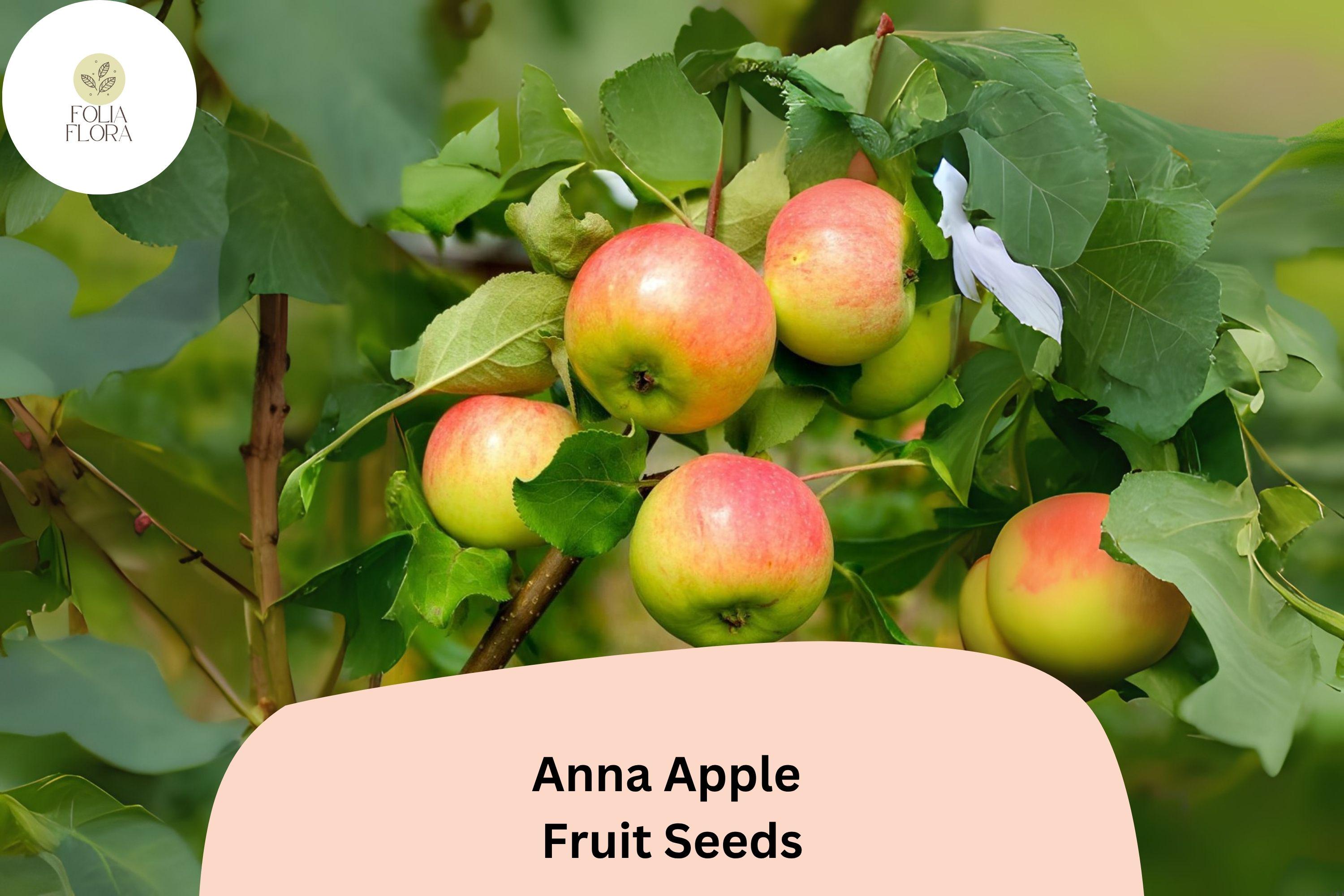 25+ Anna Apple Seeds | Low-Chill, Early Variety for Warm Climates
