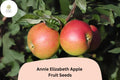 Annie Elizabeth Apple Seeds | Cold Hardy Heritage Cooking Apple