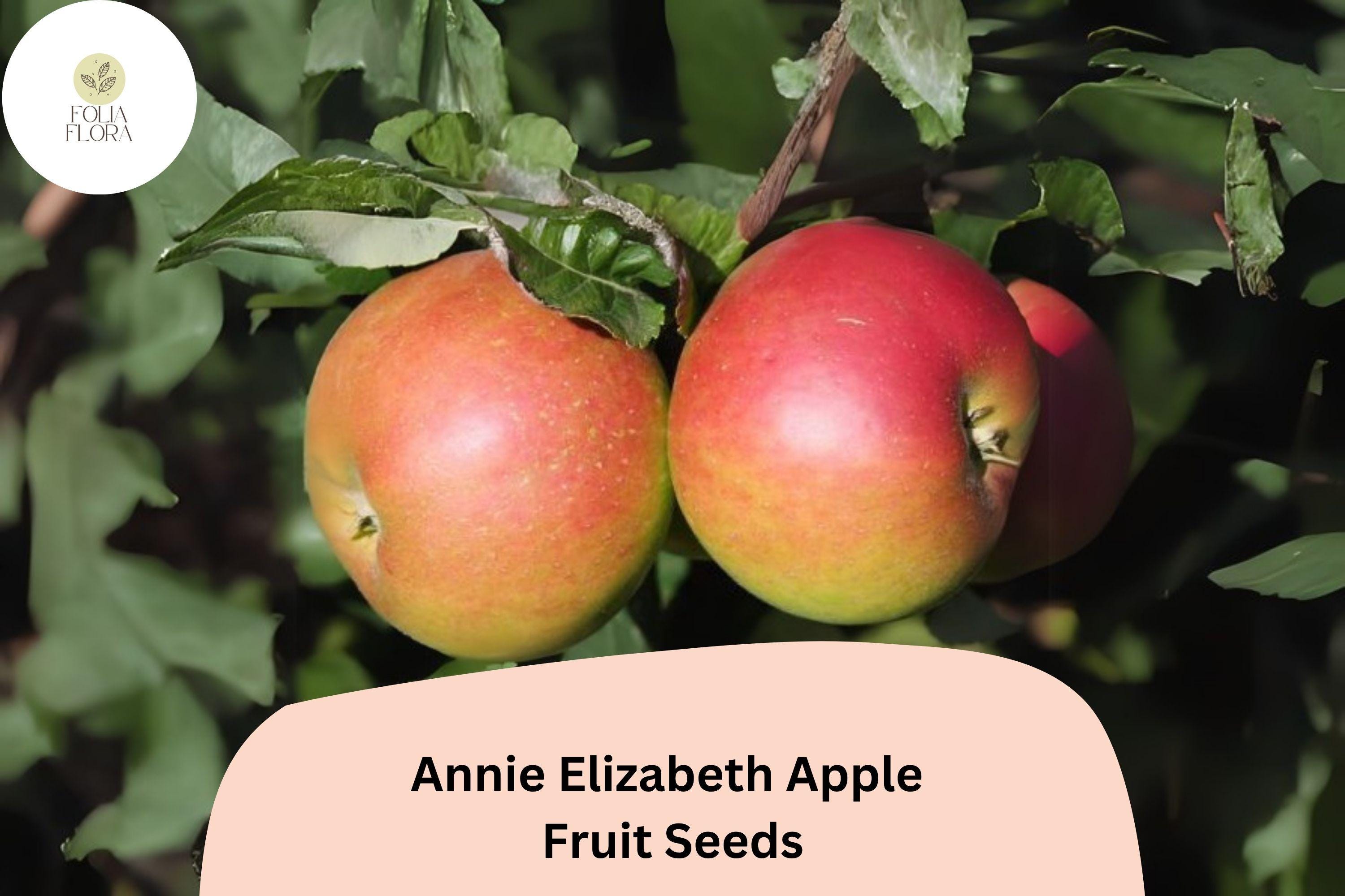Annie Elizabeth Apple Seeds | Cold Hardy Heritage Cooking Apple
