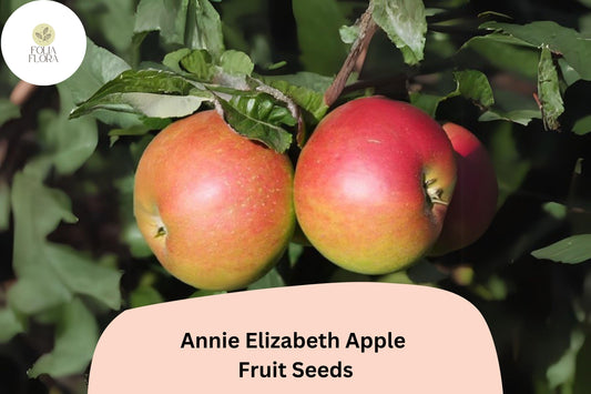 Annie Elizabeth Apple Seeds | Cold Hardy Heritage Cooking Apple