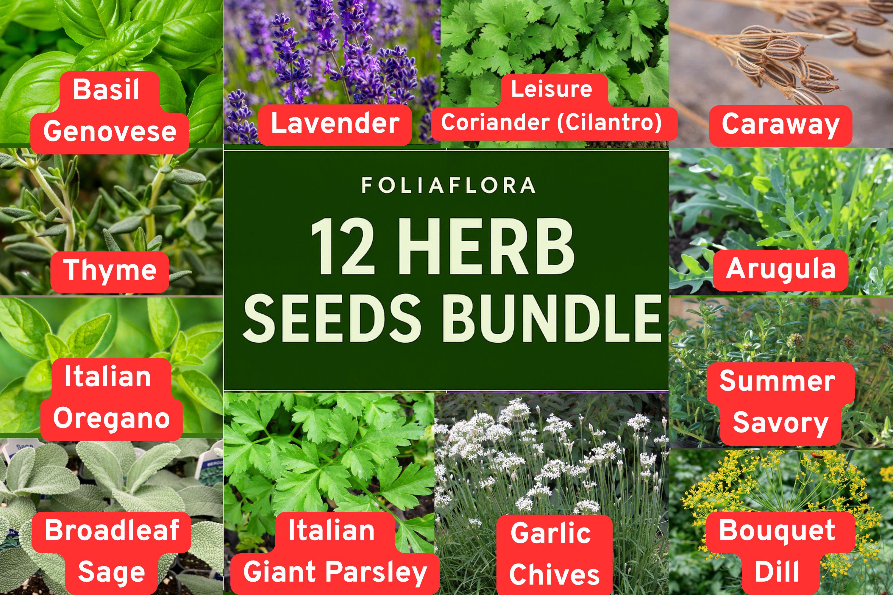 BUNDLE of 12 Herb Seeds â€“ Basil, Dill, Lavender, Thyme and More for Kitchen & Garden