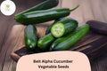 25+ Beit Alpha Cucumber Seeds | Sweet Thin-Skinned Israeli Variety | Non-GMO Easy Garden Planting