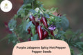 25+ Purple JalapeÃ±o Seeds | Spicy Hot Pepper | Unique Dark Color | Non-GMO Garden Planting