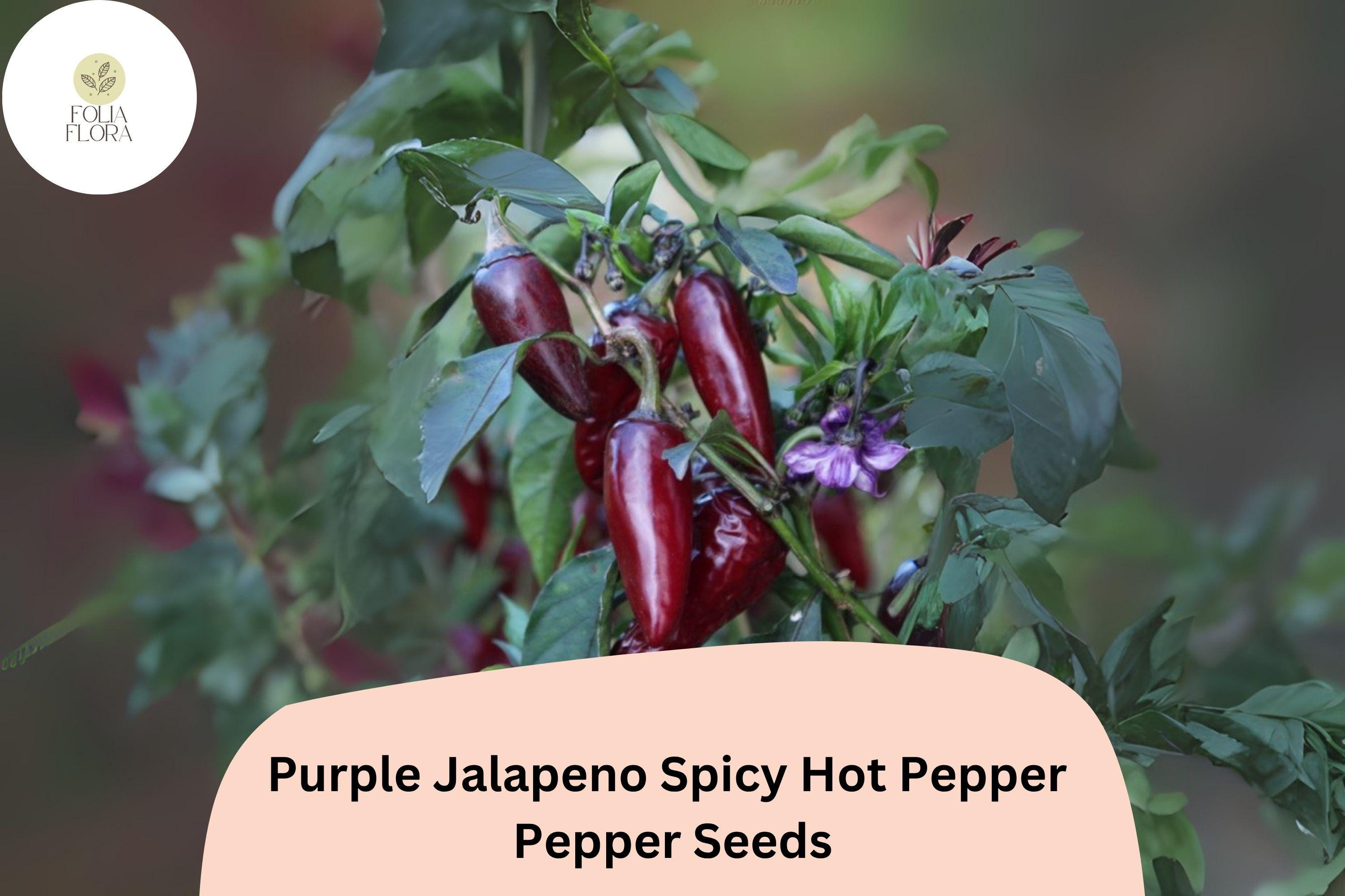 25+ Purple JalapeÃ±o Seeds | Spicy Hot Pepper | Unique Dark Color | Non-GMO Garden Planting