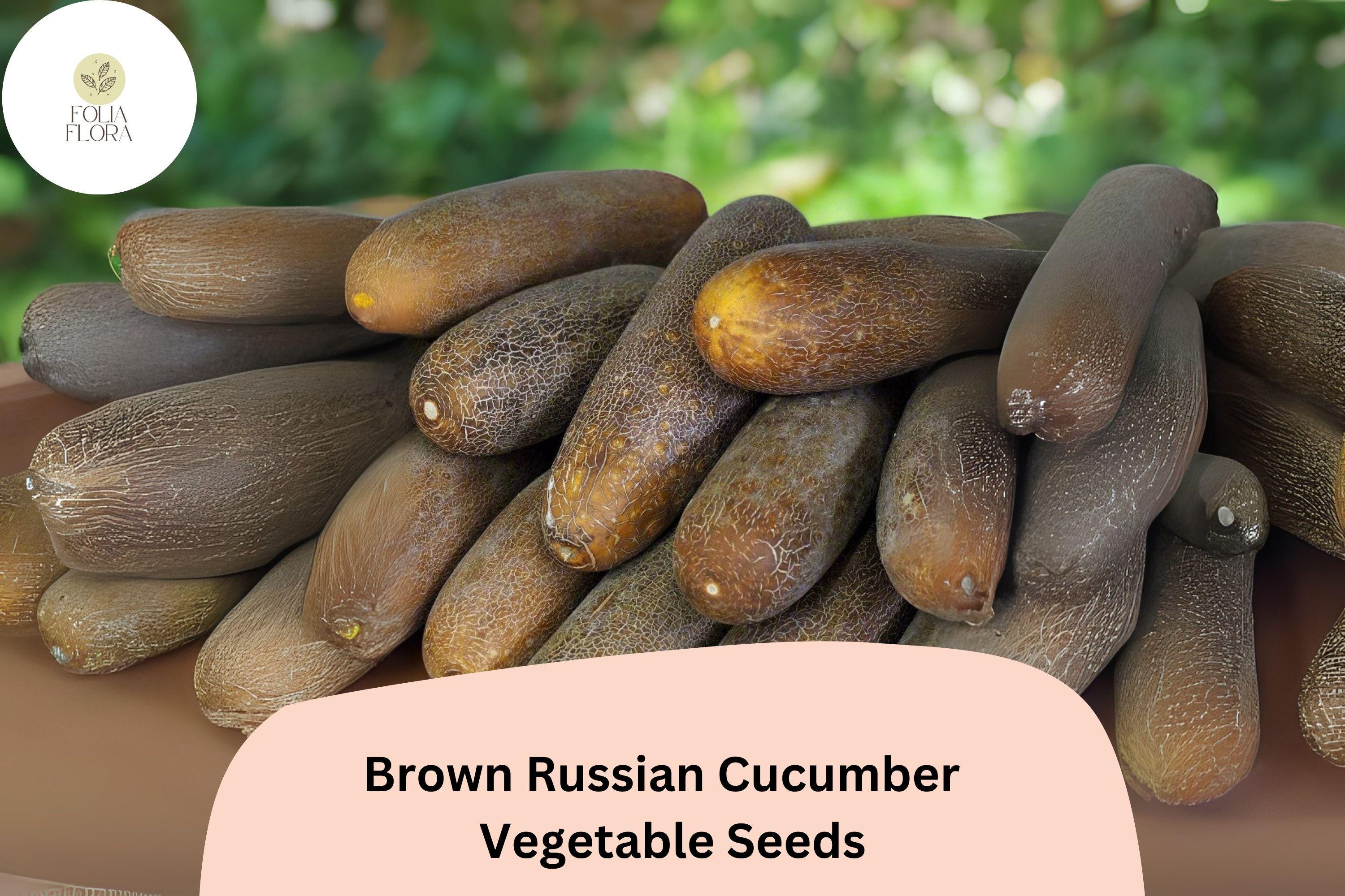 25+ Brown Russian Cucumber Seeds | Rare Heirloom Variety | Crisp Sweet Flavor | Non-GMO Garden Planting