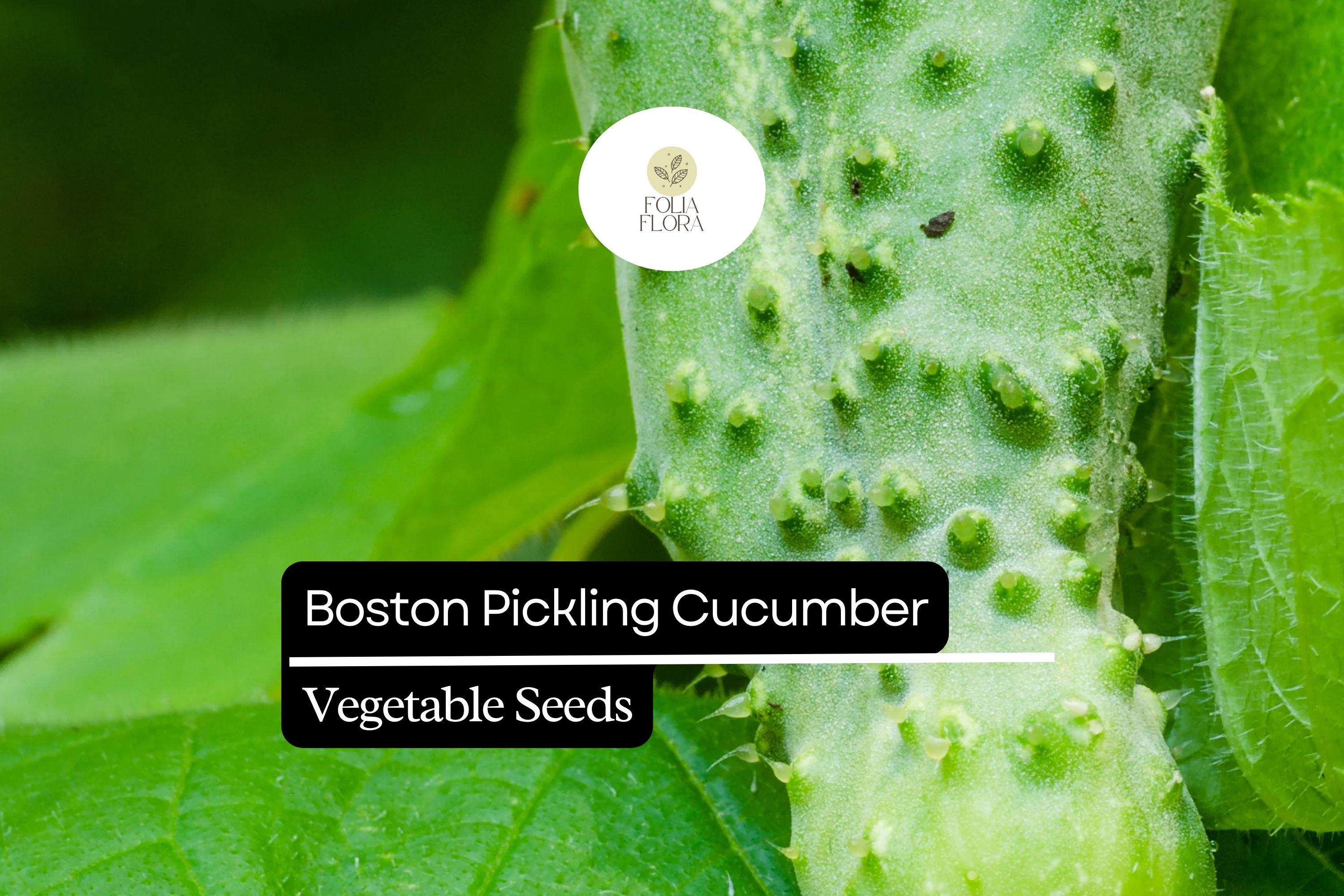 25+ Boston Pickling Cucumber Seeds | Heirloom Variety | Crisp Small Cucumbers | Non-GMO Easy Garden Planting