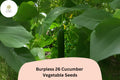 25+ Burpless 26 Cucumber Seeds | Tender Non-Bitter Slicer | Heirloom Non-GMO Easy Garden Planting