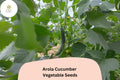 25+ Arola Cucumber Seeds | Early Hybrid High Yield | Crisp Non-GMO Garden Vegetable Planting
