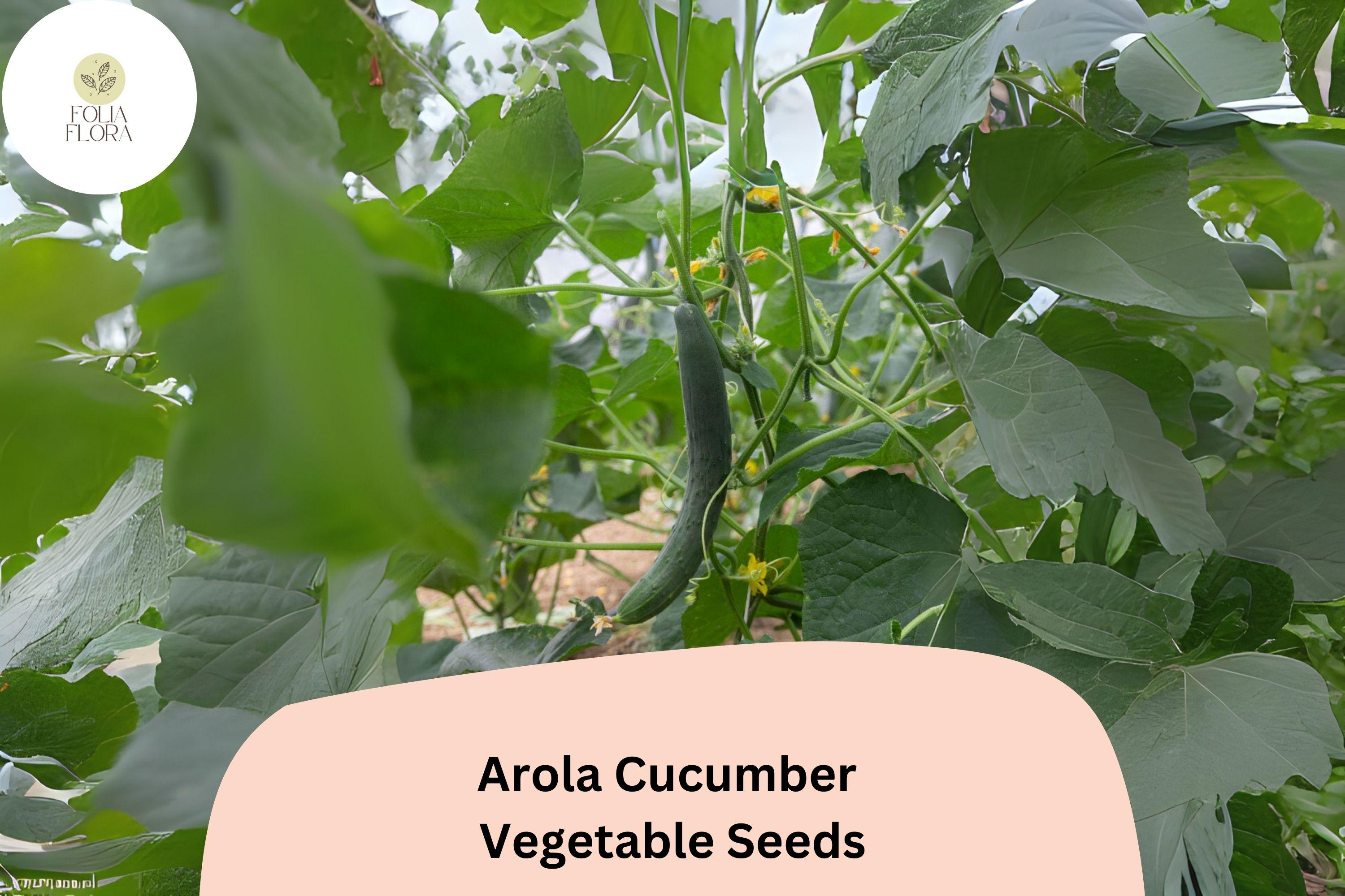 25+ Arola Cucumber Seeds | Early Hybrid High Yield | Crisp Non-GMO Garden Vegetable Planting