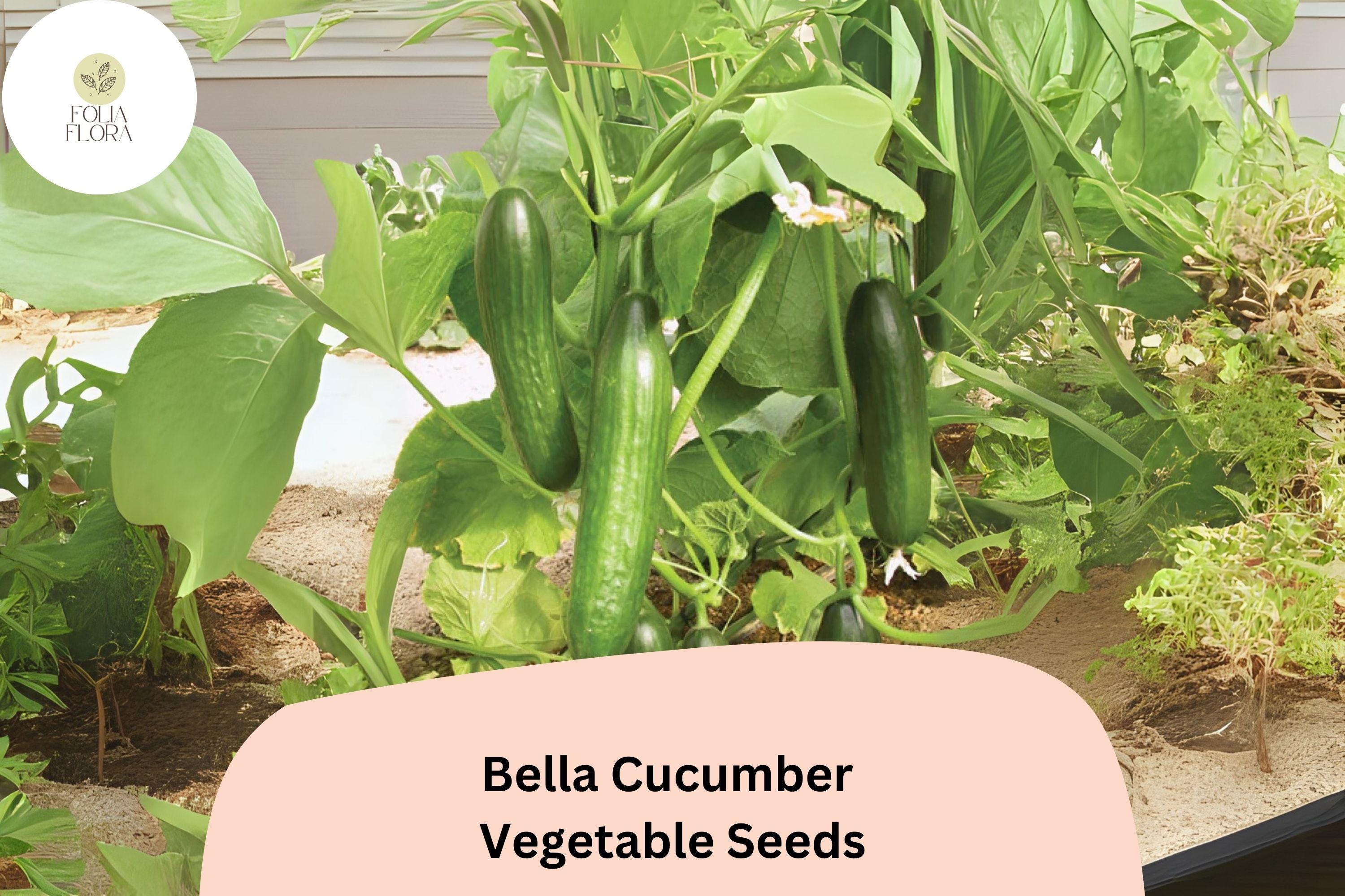 25+ Bella Cucumber Seeds | Sweet Crisp Hybrid | Non-GMO High Yield Garden Vegetable Planting