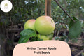 Arthur Turner Apple Seeds - Heirloom English Cooking Variety, Non-GMO, Open-Pollinated, Malus domestica