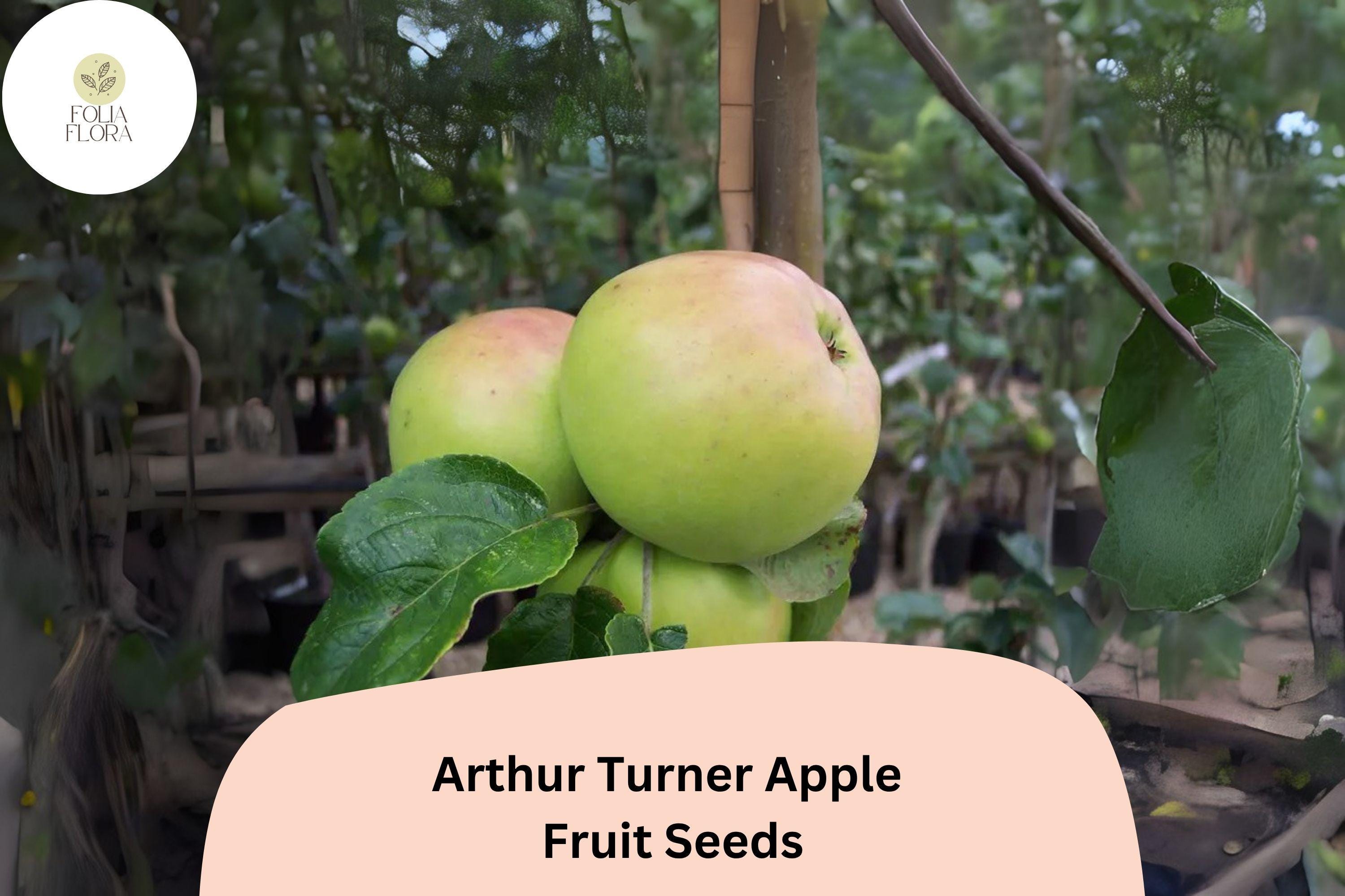 Arthur Turner Apple Seeds - Heirloom English Cooking Variety, Non-GMO, Open-Pollinated, Malus domestica