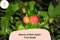 Beauty of Bath Apple Seeds | Early Heirloom Tree, Sweet Fruit