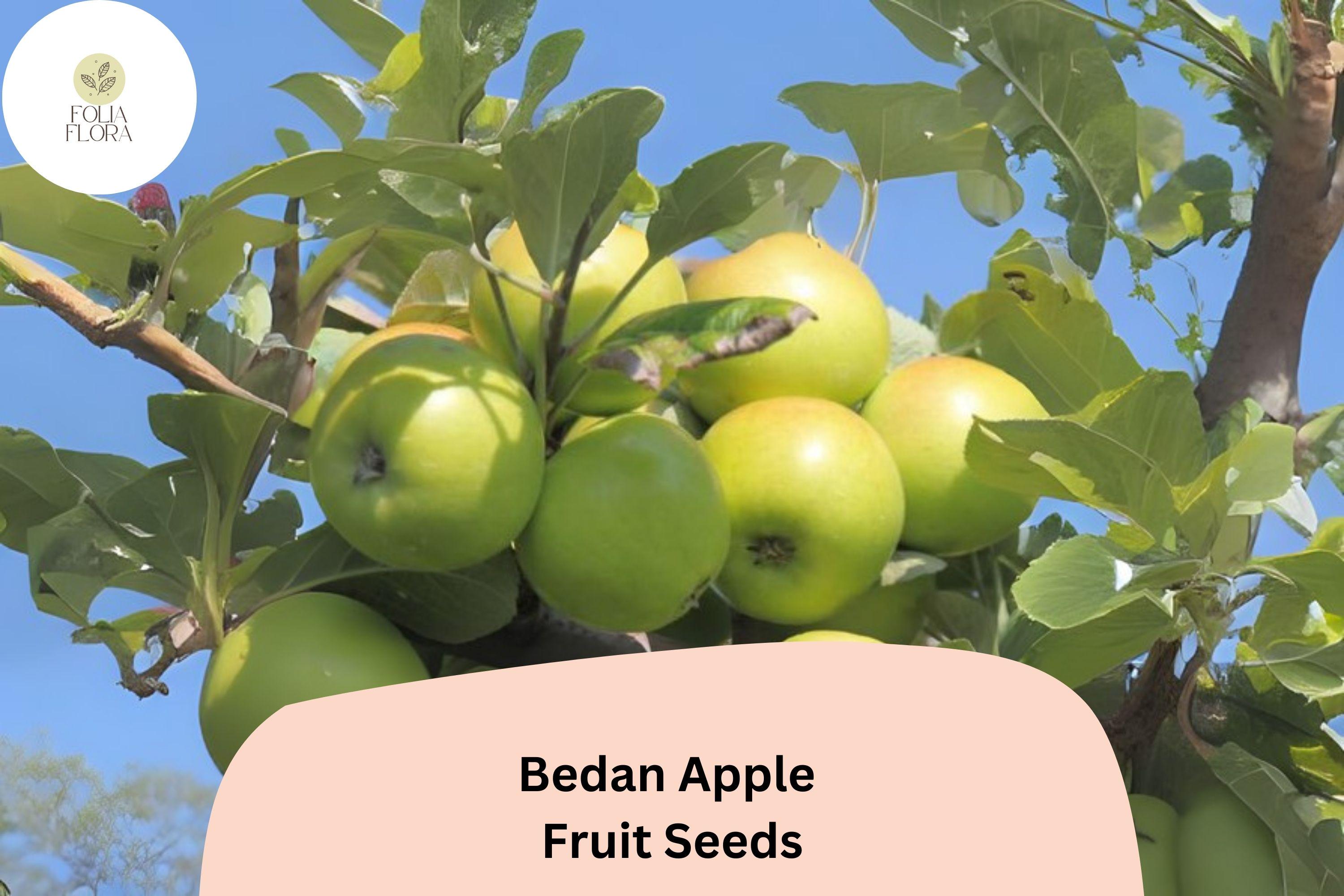 Bedan Apple Seeds | Rare French Heirloom Cider Tree